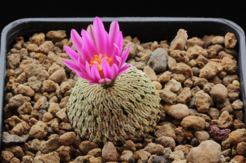 Turbinicarpus pseudopectinatus 