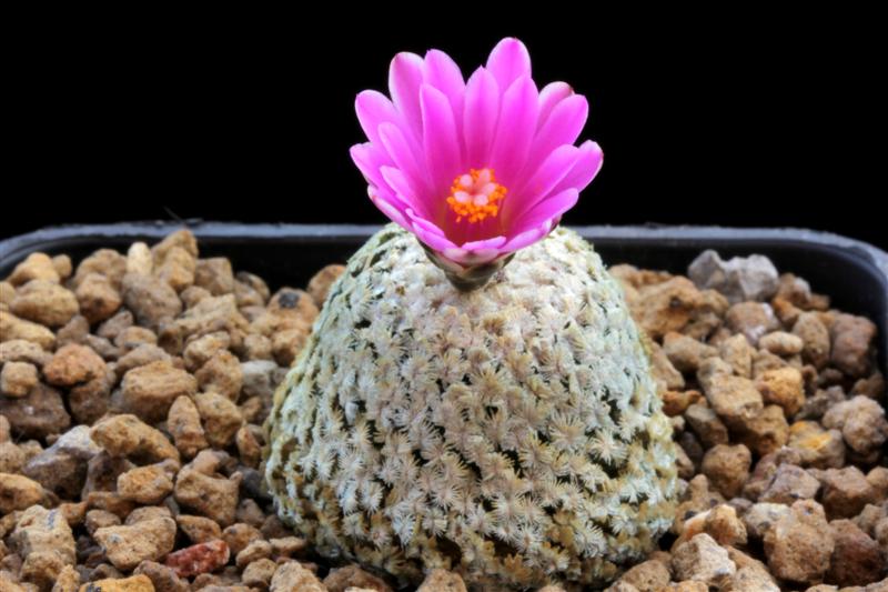 Turbinicarpus valdezianus 