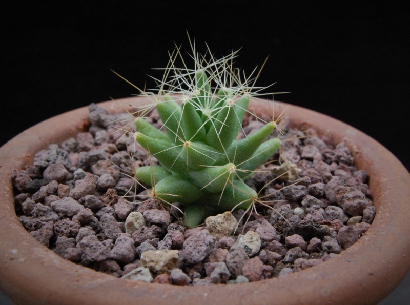 Mammillaria longimamma WTH 482