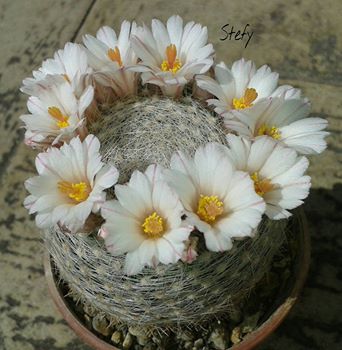 Mammillaria lenta 