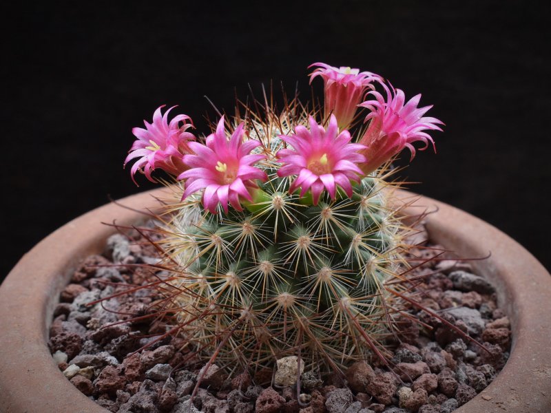 Mammillaria albrechtiana WTH 1001