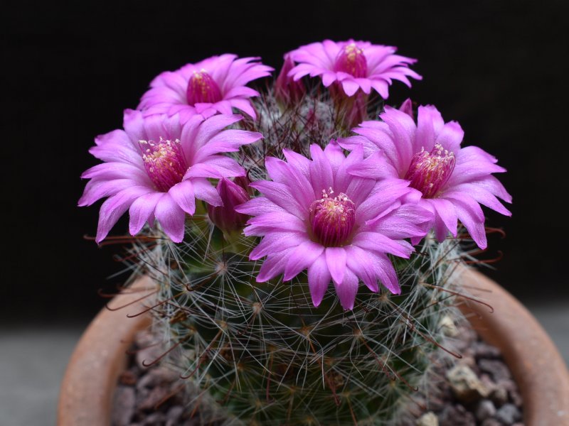 Mammillaria zeilmanniana 