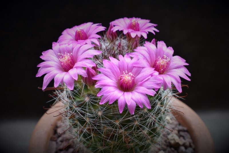 Mammillaria zeilmanniana 