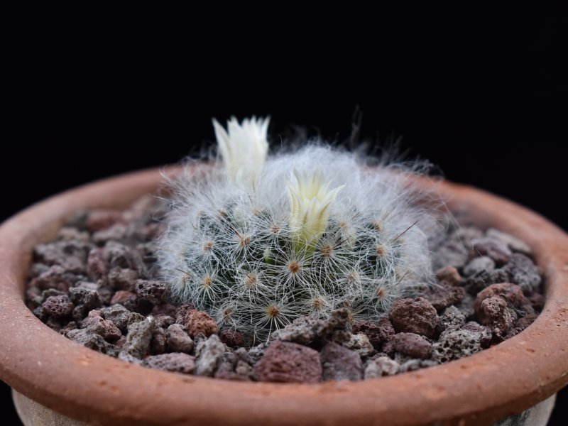 Mammillaria albicoma RS 1234