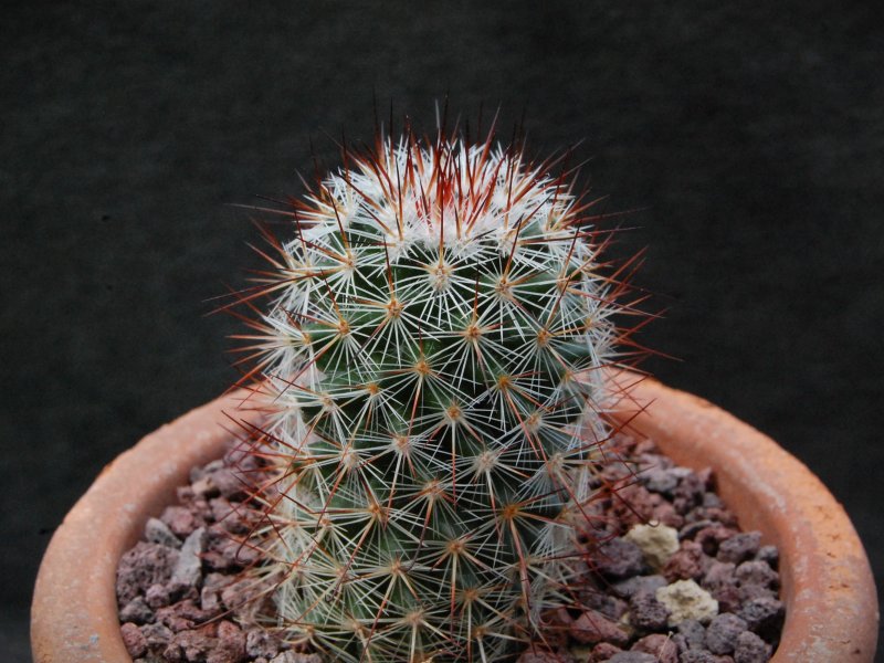 Mammillaria duoformis WTH 163