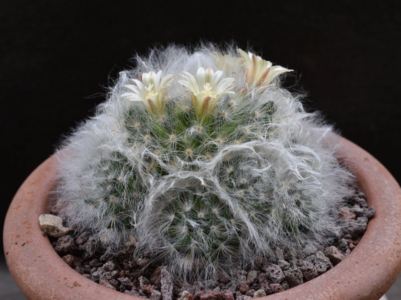 Mammillaria bocasana WTH 605