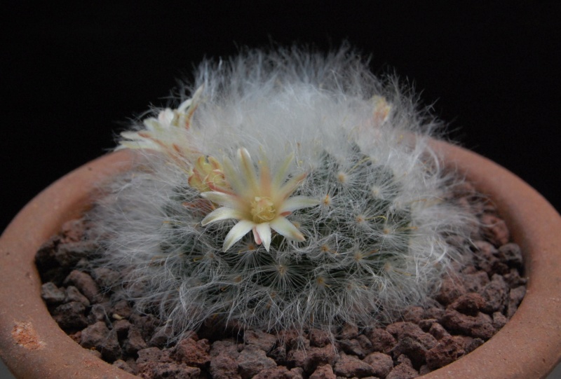 Mammillaria bocasana WTH 605