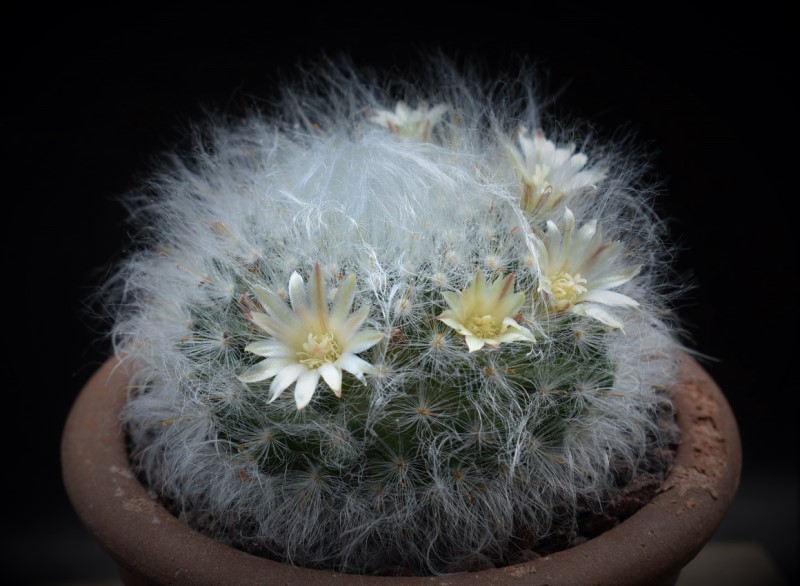 Mammillaria bocasana WTH 605