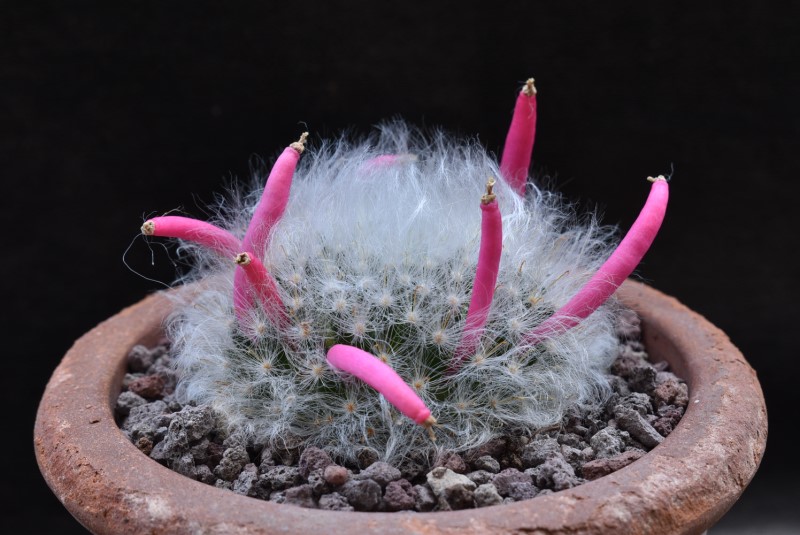 Mammillaria bocasana WTH 605