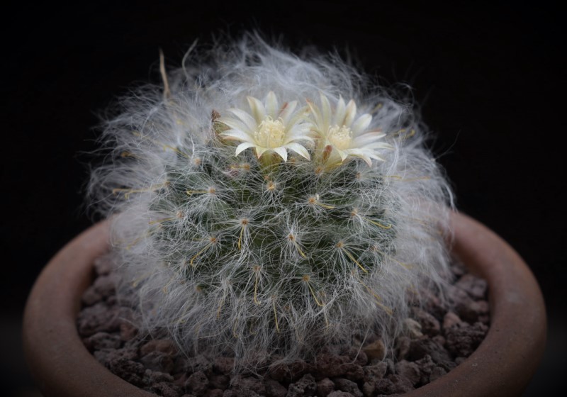 Mammillaria bocasana WTH 605