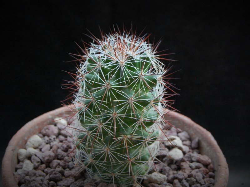 Mammillaria mazatlanensis MS 15-294