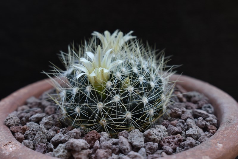 Mammillaria picta ssp. viereckii WTH 837