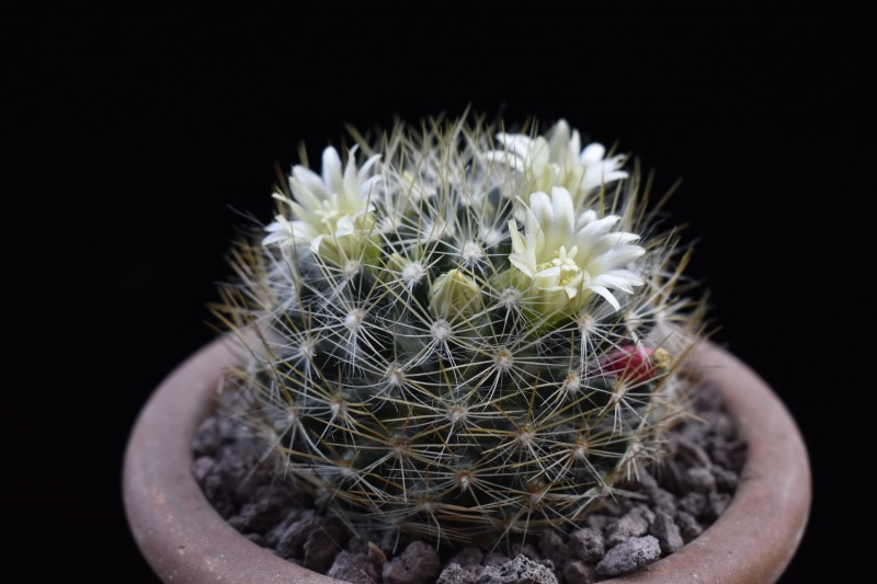 Mammillaria picta ssp. viereckii WTH 837