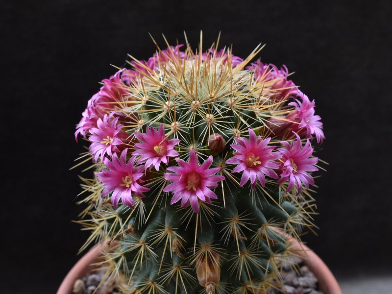 Mammillaria rekoi ssp. aureispina WTH 1012