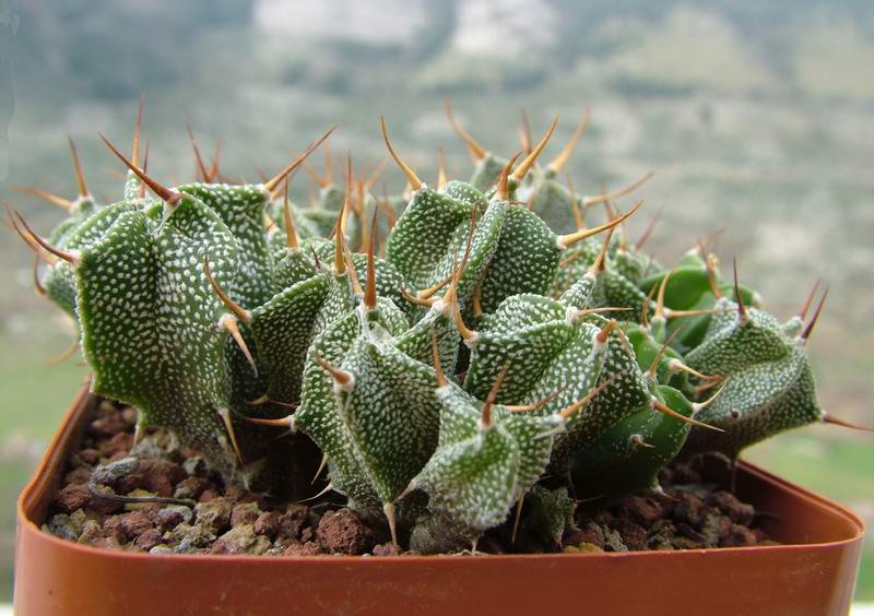 Astrophytum ornatum 