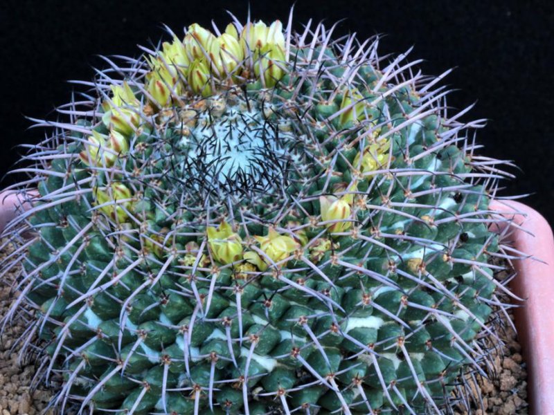 Mammillaria gigantea 