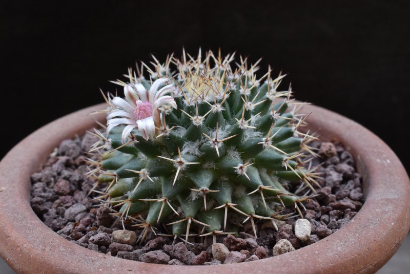 Mammillaria eumorpha WTH 990