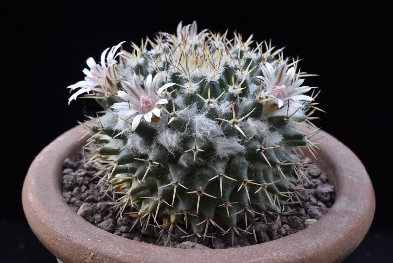 Mammillaria eumorpha WTH 990