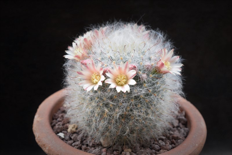 Mammillaria bocasana WTH 766