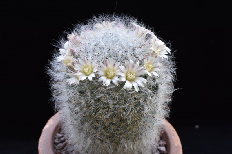 Mammillaria bocasana WTH 766