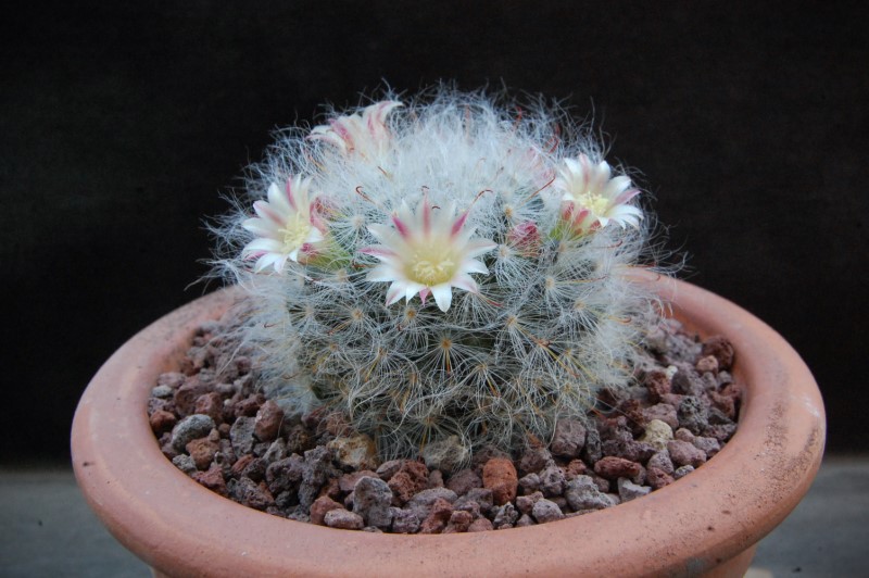 Mammillaria bocasana WTH 766