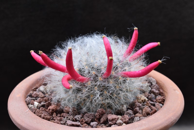 Mammillaria bocasana WTH 766