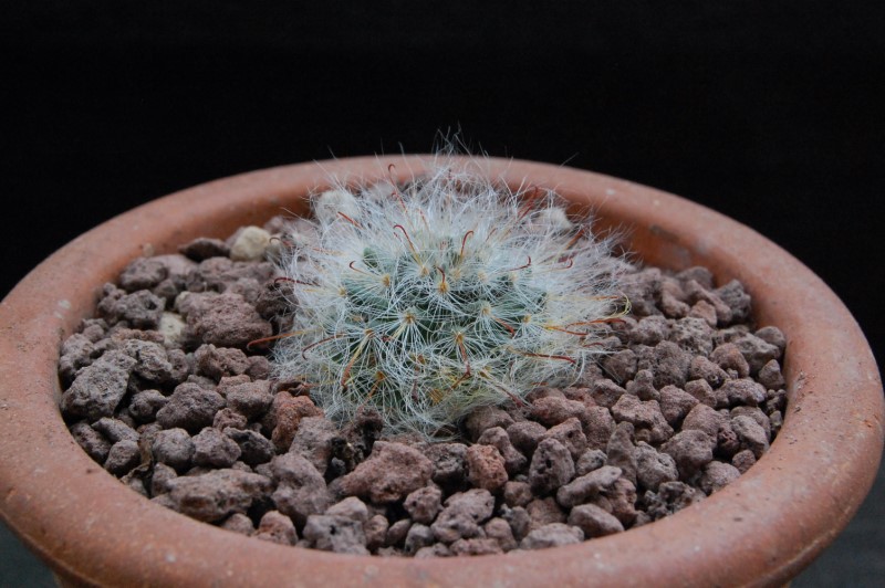 Mammillaria bocasana WH 250