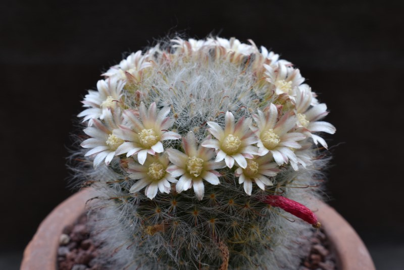 Mammillaria bocasana WH 250