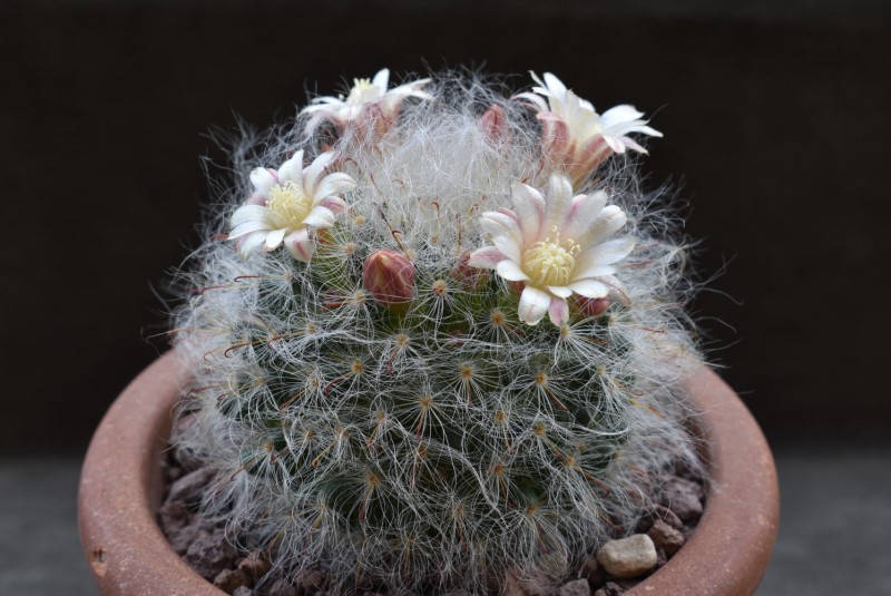 Mammillaria bocasana WH 250