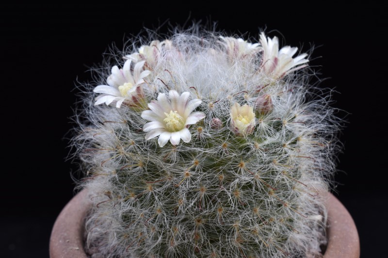 Mammillaria bocasana WH 250