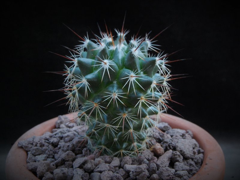 Mammillaria linaresensis WTH 1188