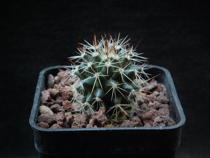 Mammillaria linaresensis WTH 1190