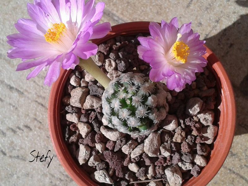 Mammillaria theresae 