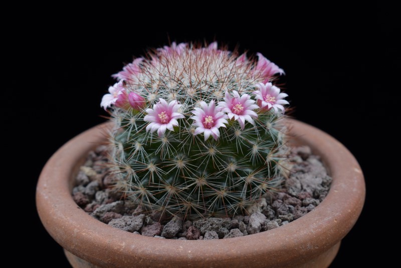 Mammillaria manana TL 877