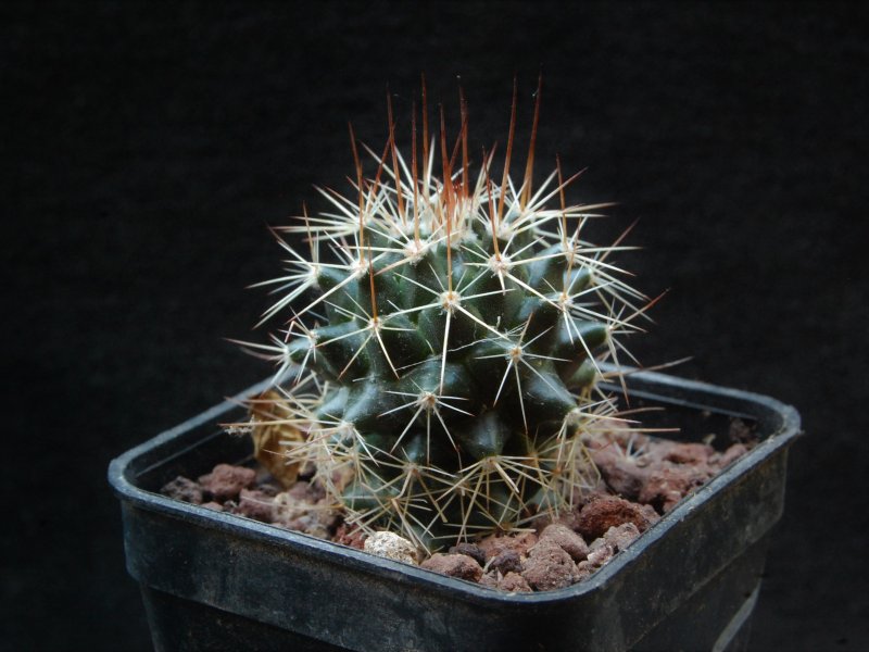 Mammillaria linaresensis 