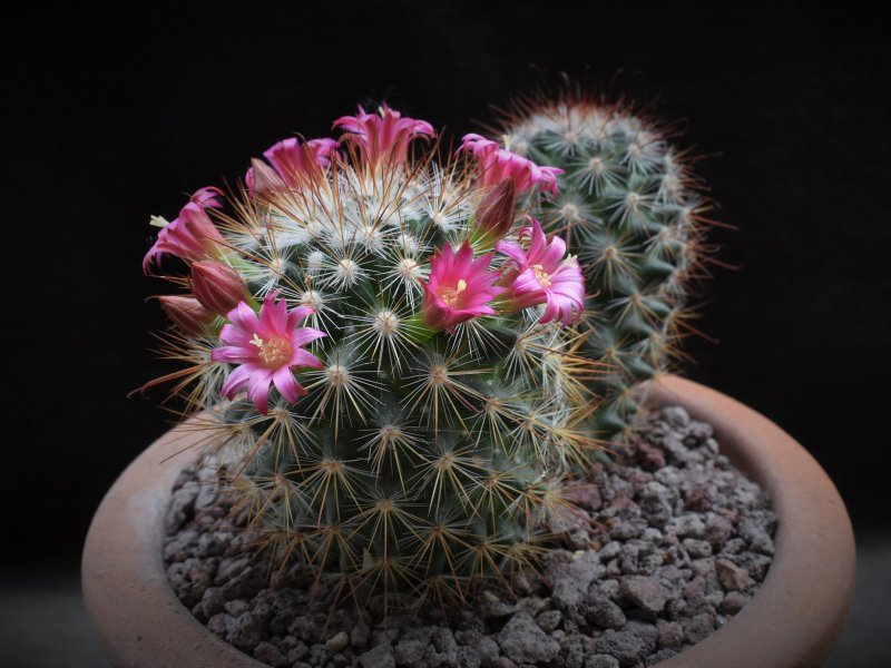 Mammillaria albrechtiana WTH 1001