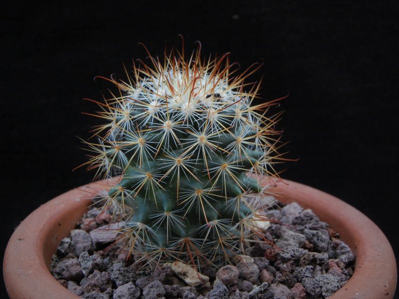 Mammillaria albrechtiana WTH 1001