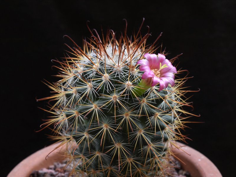 Mammillaria albrechtiana WTH 1001