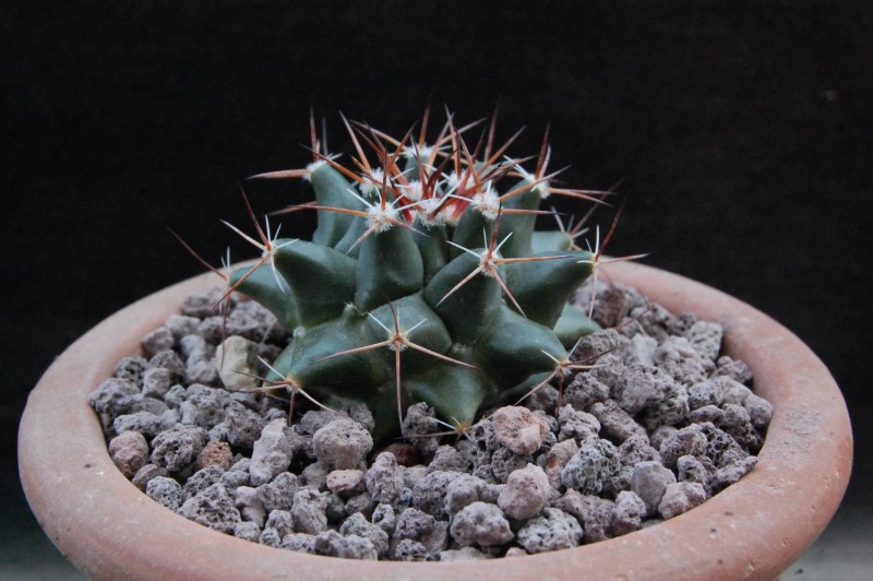 Mammillaria freudenbergeri WTH 1193