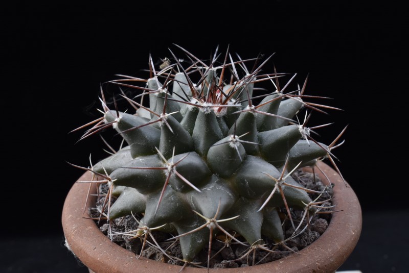 Mammillaria freudenbergeri WTH 1193