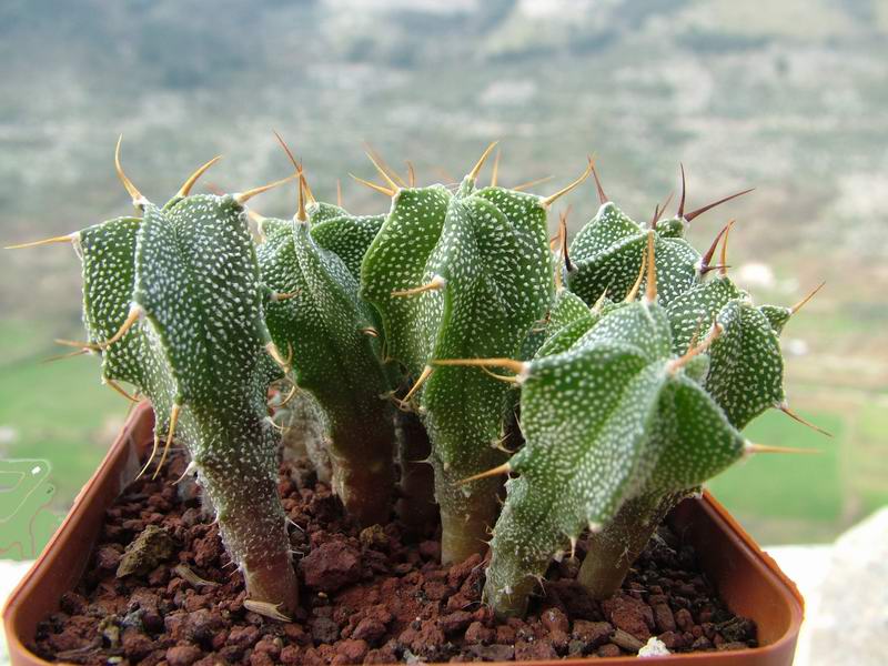 Astrophytum ornatum f. espirale 