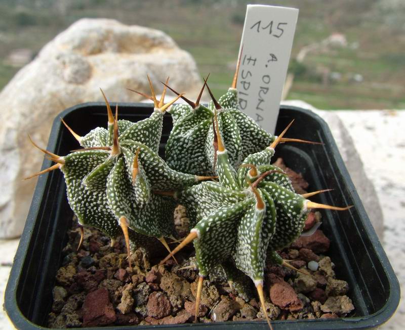 Astrophytum ornatum f. espirale 