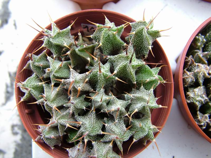 Astrophytum ornatum f. espirale 