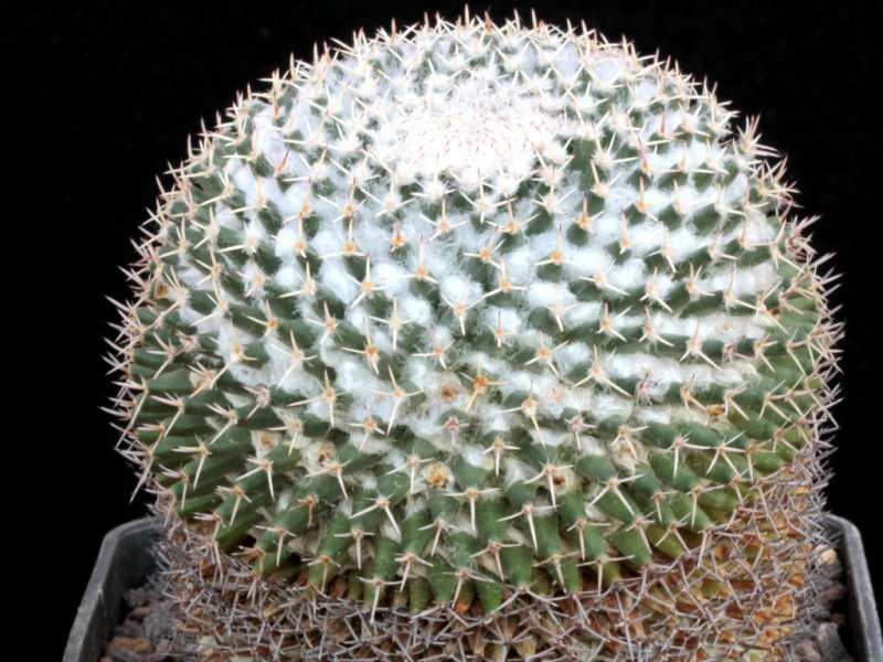 Mammillaria eumorpha PEPP 2264