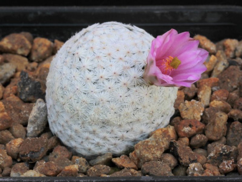 Mammillaria herrerae 