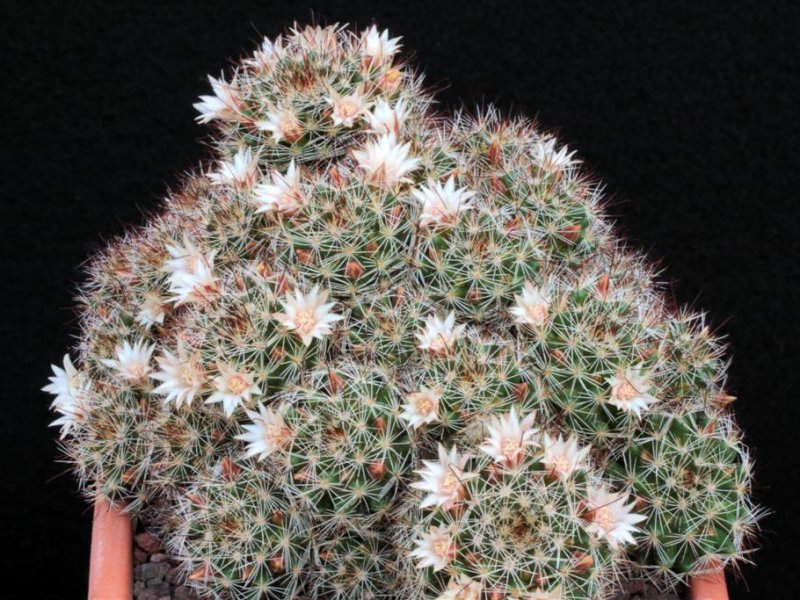 Mammillaria marcosii 