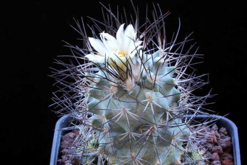 turbinicarpus gielsdorfianus