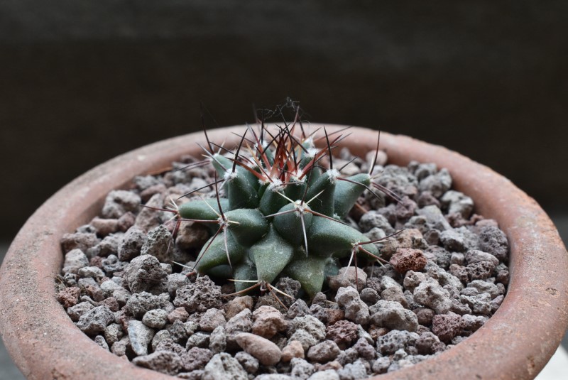 Mammillaria freudenbergeri WTH 1193