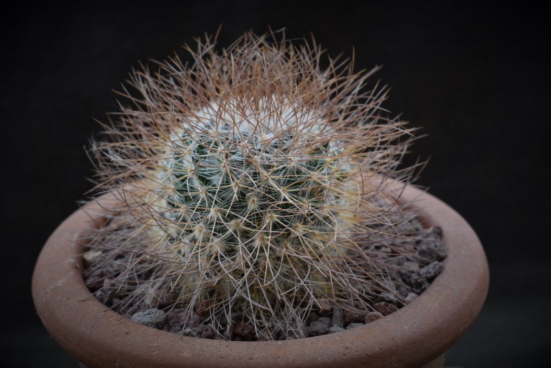 Mammillaria rekoi ssp. leptacantha LAU 1314