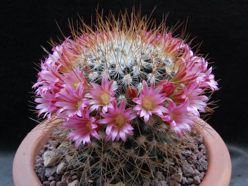 Mammillaria rekoi ssp. leptacantha LAU 1314